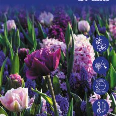 8718641999851 1 Purple Blue Tones Collection Bulbs.jpg